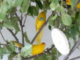 kakariky