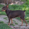 Pralinka