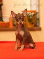 3 měsíce/3 months old
