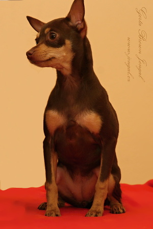 Gerta