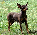 Pralinka