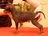 3 měsíce/ 3 months old