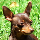 Kettynasipsi