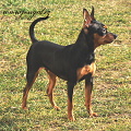 Galanka