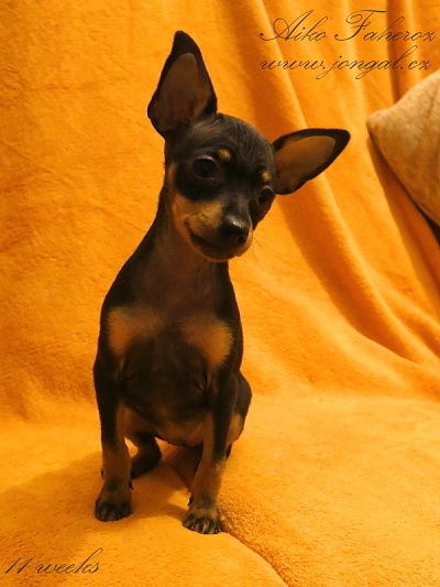 Aiko