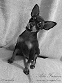 Aiko