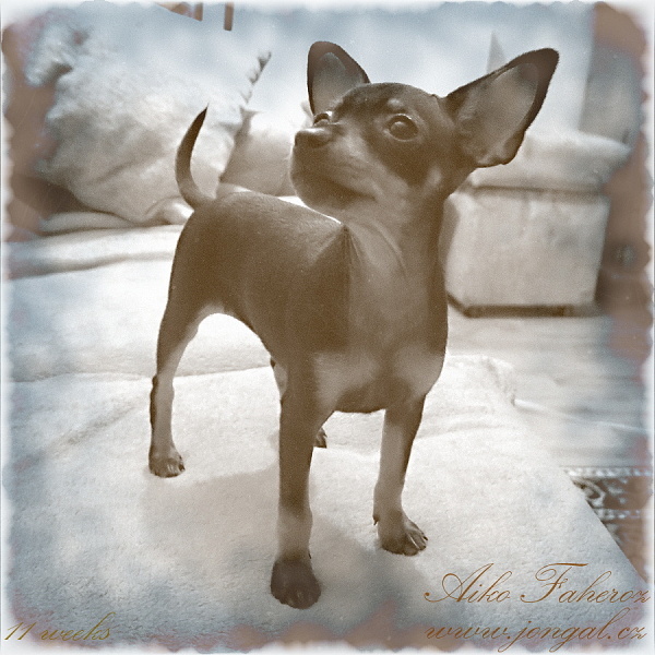 Aiko