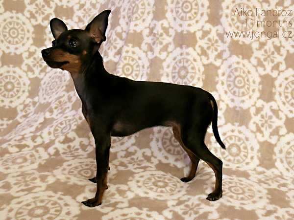 19.Aiko