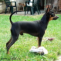 Nikita