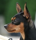 bastien