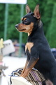 Bastien Black Jongal