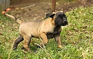 2.Coco