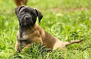 4.Coco