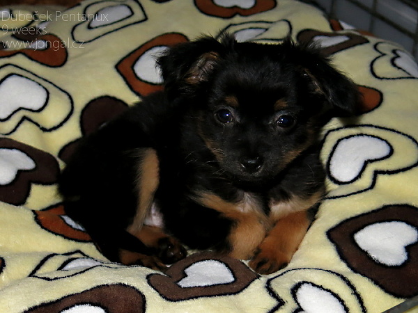 Darcy