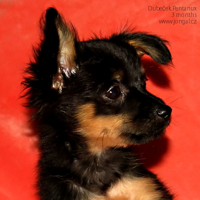 Darcy