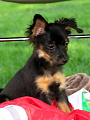 Darcy