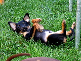 Darcy