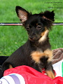 Darcy