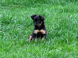 Darcy
