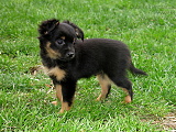 Darcy