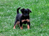 Darcy