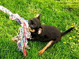 Darcy