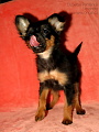 Darcy