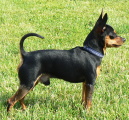 Bastien