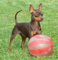 Enie 2 roky