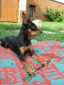 Galanka