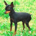 Yanek