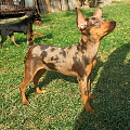 Zafik