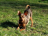 Zafik