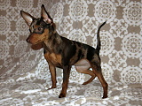 Zafik