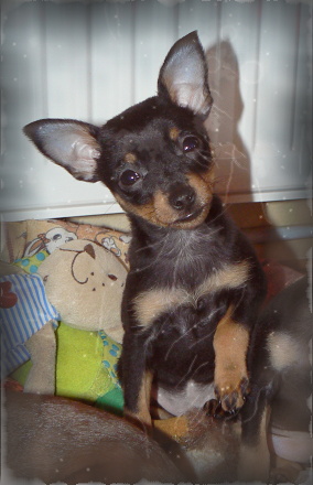 Izzie
