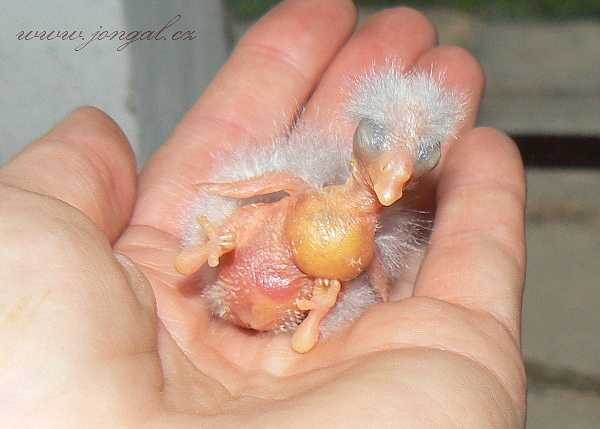 kakariky mimi