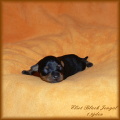 Eliot