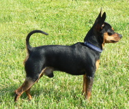 Bastien Black Jongal