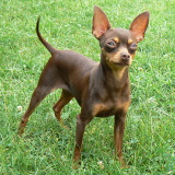 Aennie