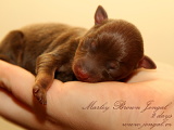 Marley