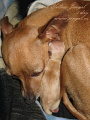Naty